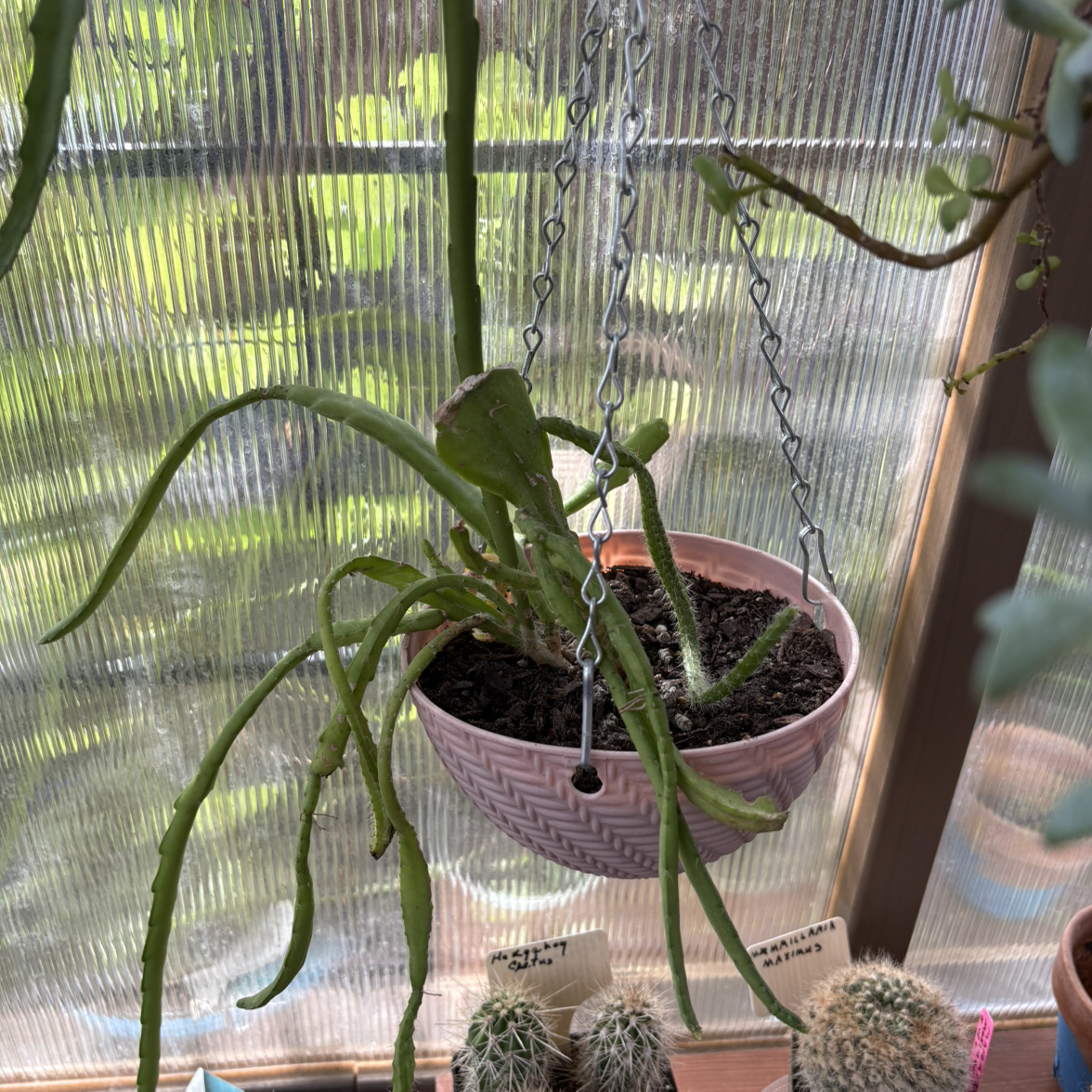 Photo of the plant species Orchid Cactus by @FunMiro56 named Orchid Cactus # 5 on Greg, the plant care app