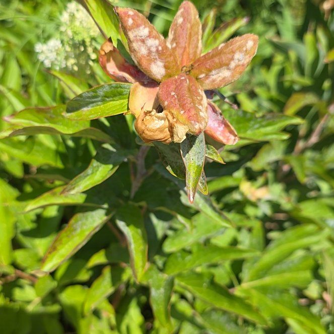 Photo of the plant species Common Peony by @ShowyOakfern51 named Michelle Branch on Greg, the plant care app
