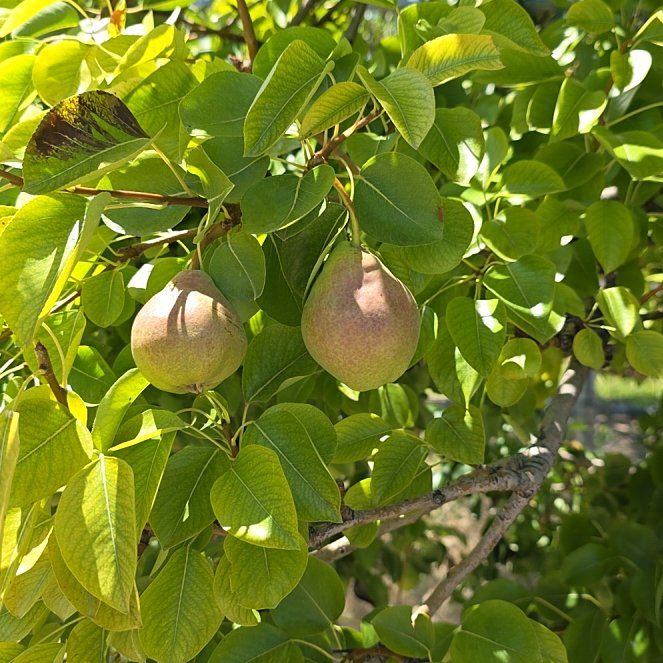 Photo of the plant species Common Pear by @ShowyOakfern51 named Girlfrond on Greg, the plant care app