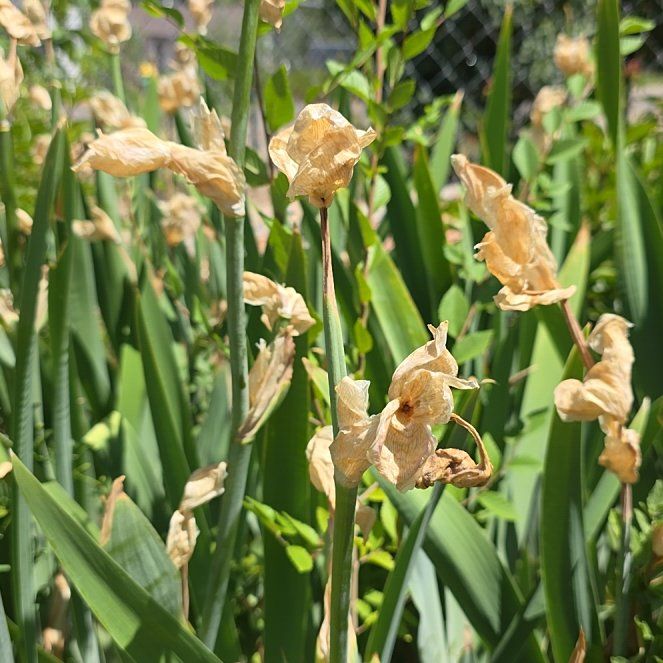 Photo of the plant species Yellow Iris by @ShowyOakfern51 named Taylor Swift on Greg, the plant care app