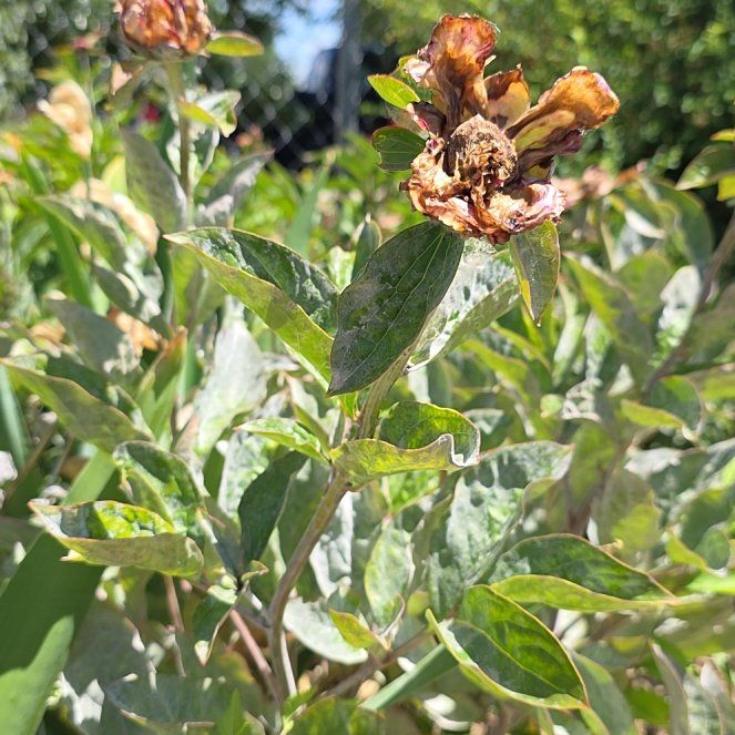 Photo of the plant species Wild Bergamot by @ShowyOakfern51 named Kardashian on Greg, the plant care app