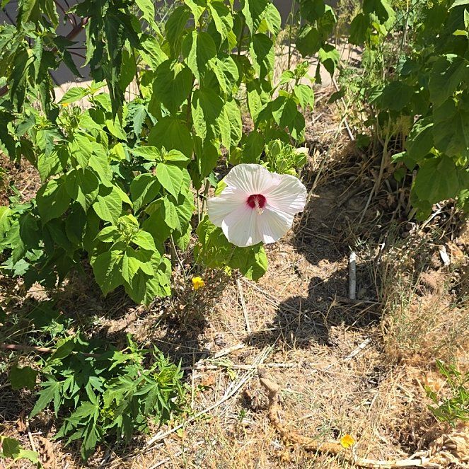 Photo of the plant species Hibiscus Moscheutos by @ShowyOakfern51 named Bruce Lee on Greg, the plant care app