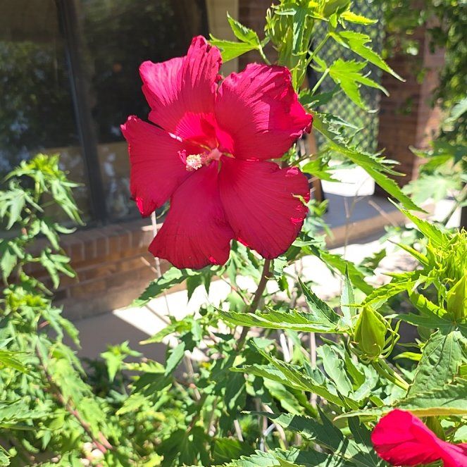 Photo of the plant species Scarlet Hibiscus by @ShowyOakfern51 named Messi on Greg, the plant care app