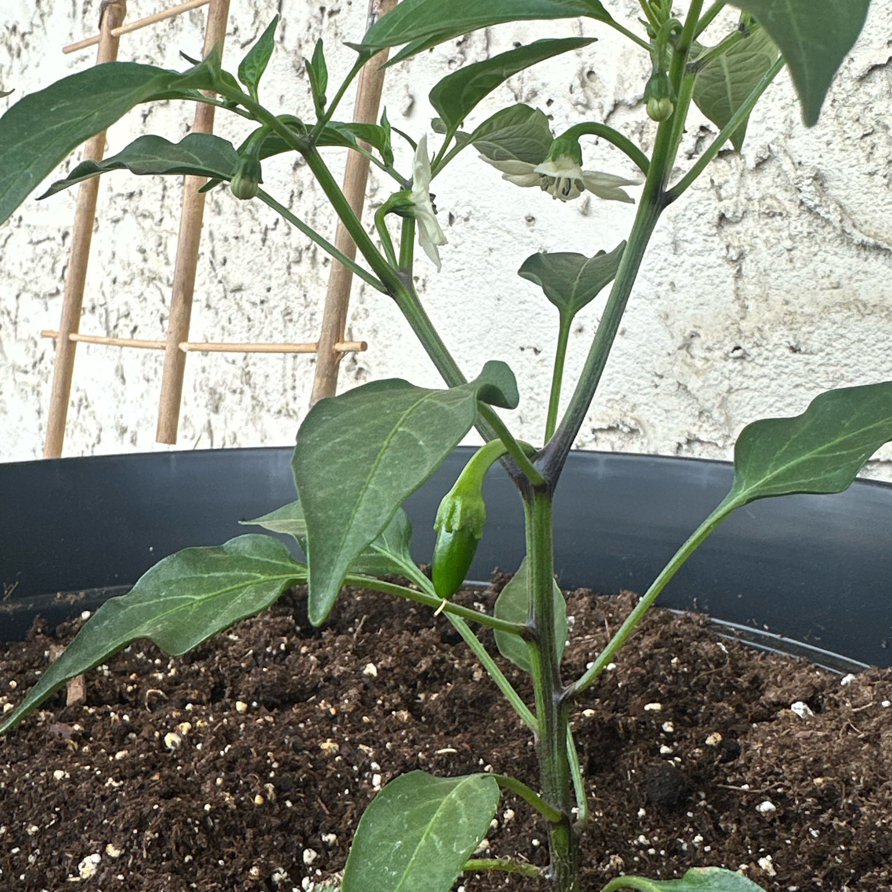 Photo of the plant species Jalepeno by @DevotedLithop55 named Wall-E on Greg, the plant care app