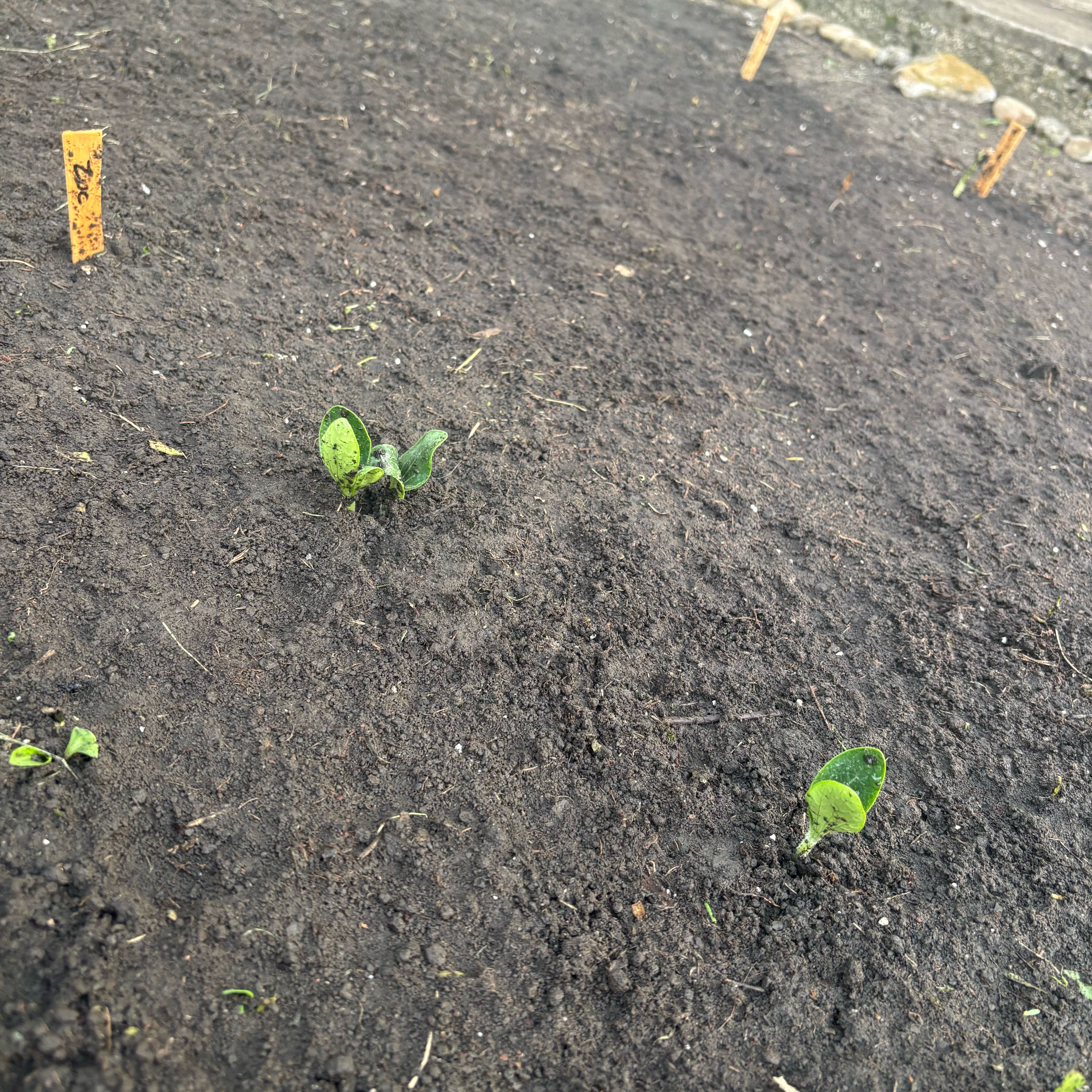 Photo of the plant species Zucchini by @GymnasticHoya named Peter Parker on Greg, the plant care app