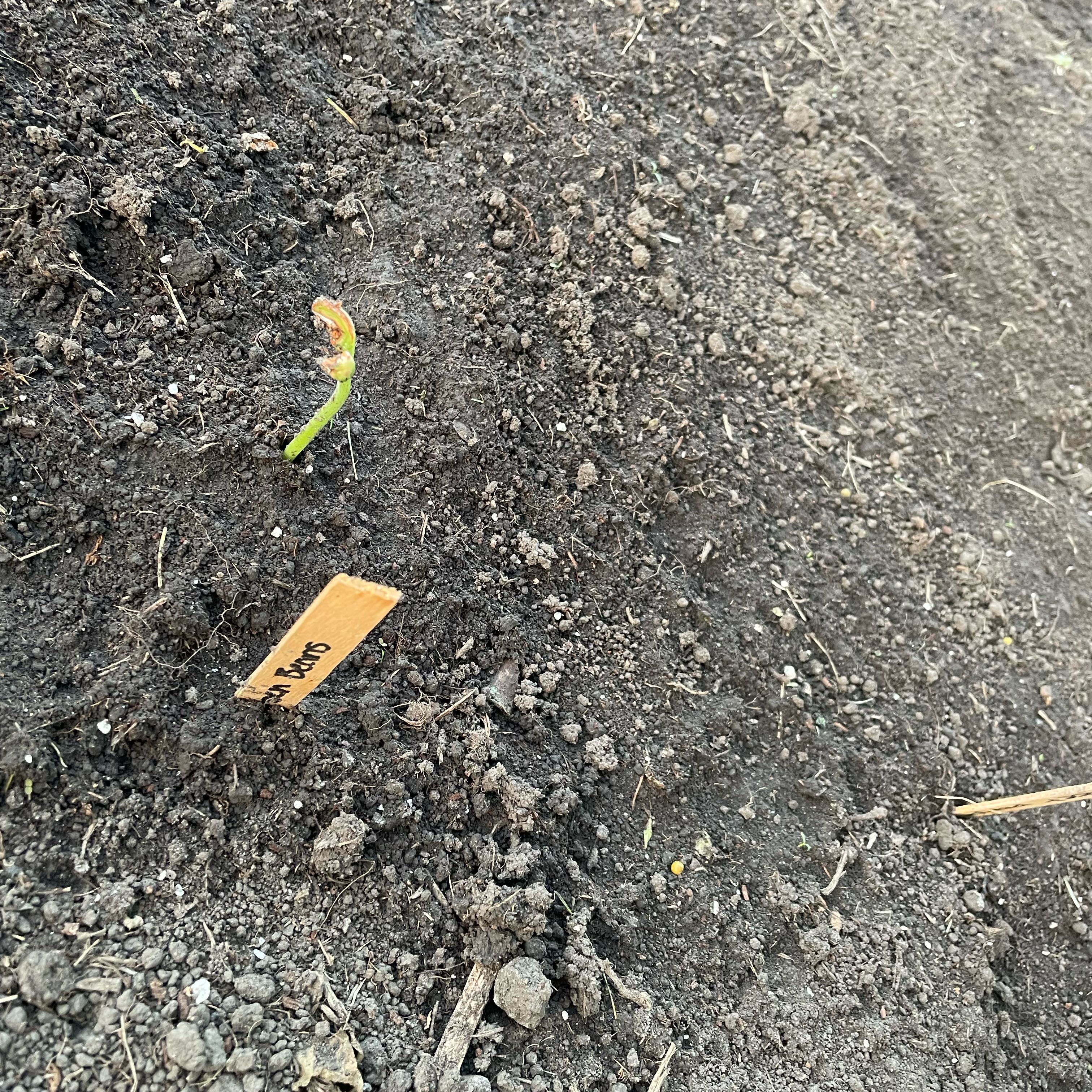 Photo of the plant species Bush Bean by @GymnasticHoya named Coco on Greg, the plant care app