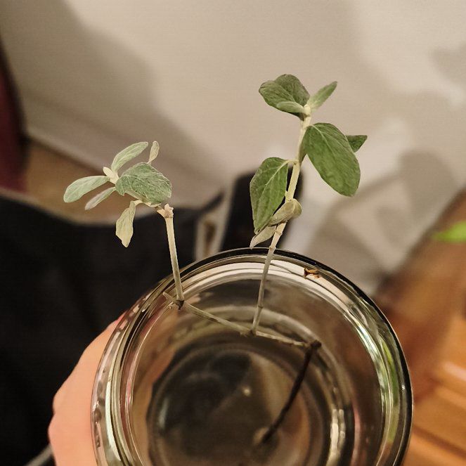 Photo of the plant species Tree Germander by @HappyHeather42 named Fernie Mac on Greg, the plant care app