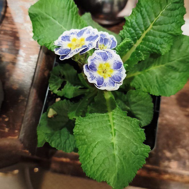 Photo of the plant species Common Primrose by @HappyHeather42 named Prince on Greg, the plant care app