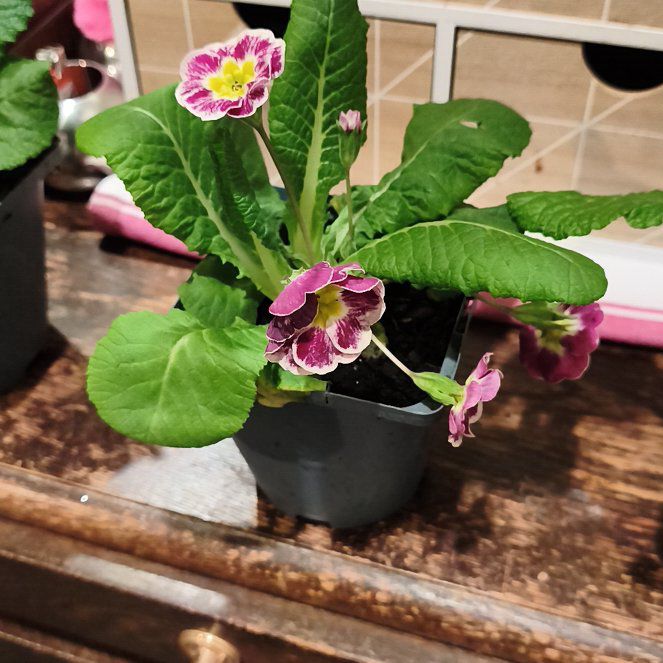 Photo of the plant species Common Primrose by @HappyHeather42 named Willow on Greg, the plant care app
