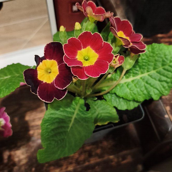 Photo of the plant species Common Primrose by @HappyHeather42 named Kylie on Greg, the plant care app