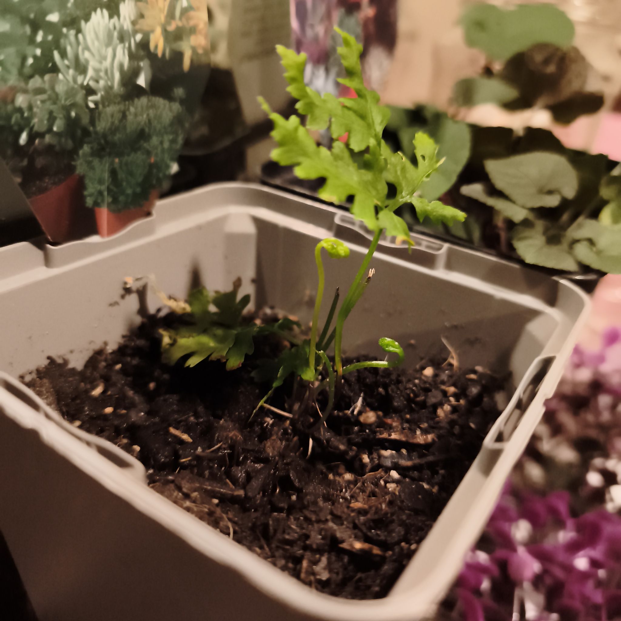 Photo of the plant species Australian Brake by @HappyHeather42 named Elina on Greg, the plant care app