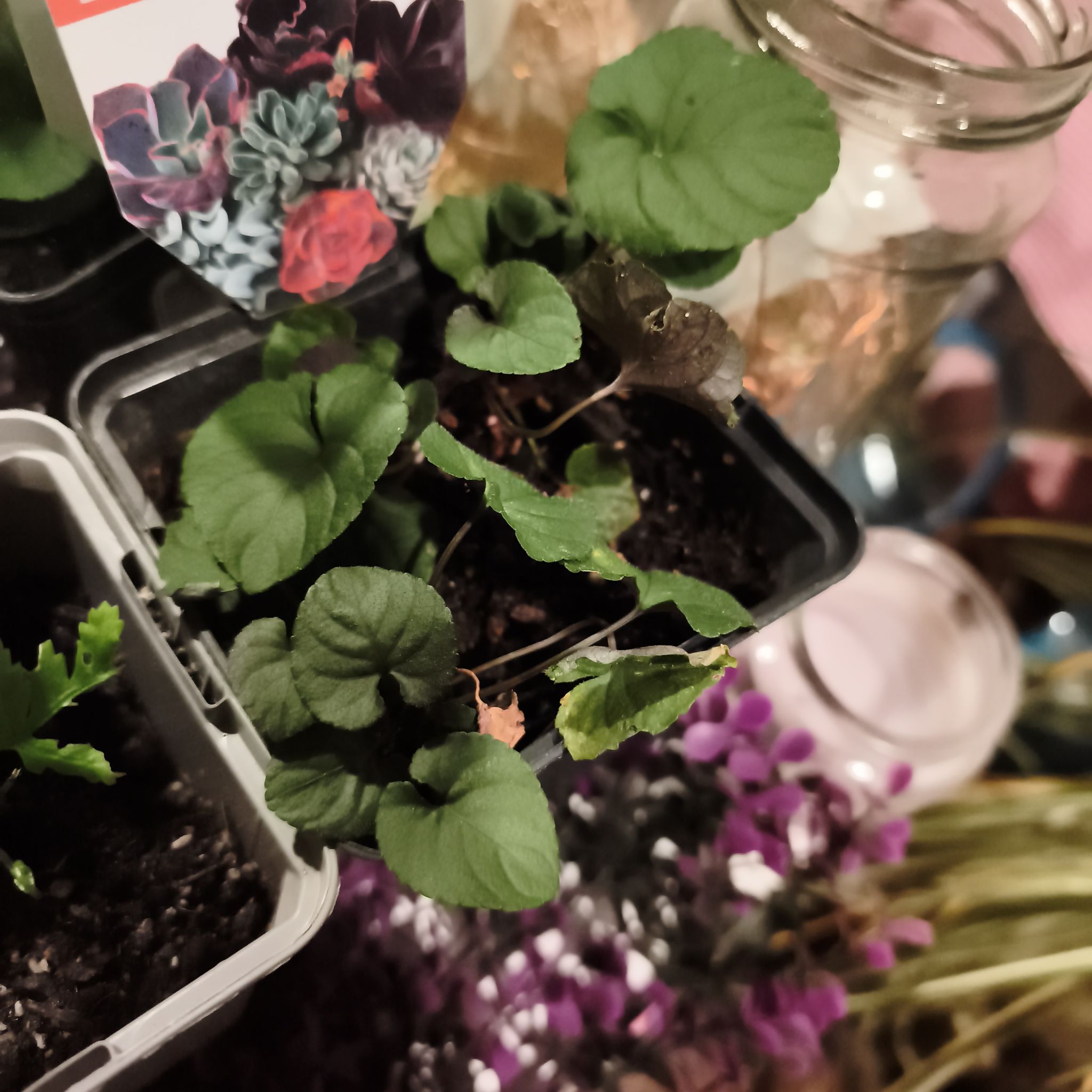 Photo of the plant species Viola Odorata by @HappyHeather42 named Tolkien on Greg, the plant care app