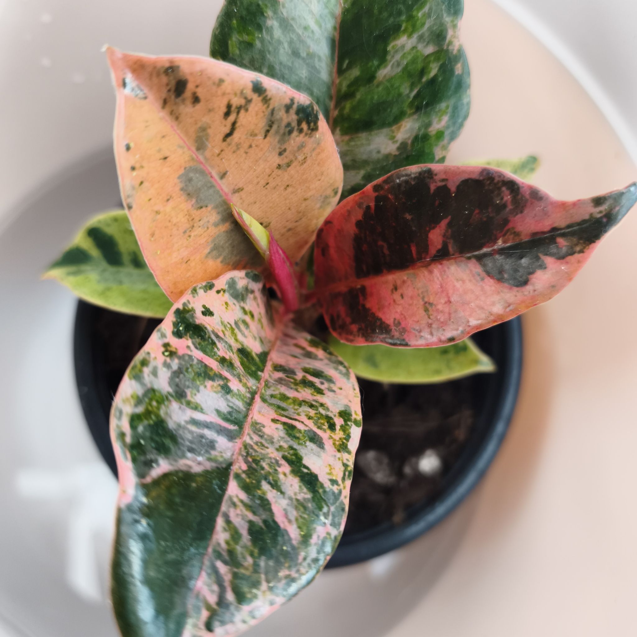 Photo of the plant species Ficus shivereana 'Moonshine' Variegated by @HappyHeather42 named Stella on Greg, the plant care app