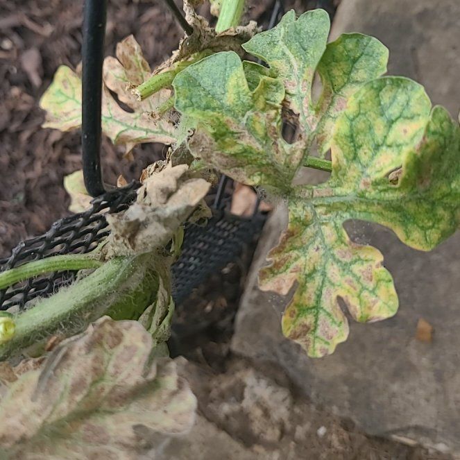 Photo of the plant species Watermelon by @KeyRoselle89 named Orwell on Greg, the plant care app