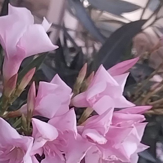 Photo of the plant species Oleander by @VocalShallot70 named Homer on Greg, the plant care app
