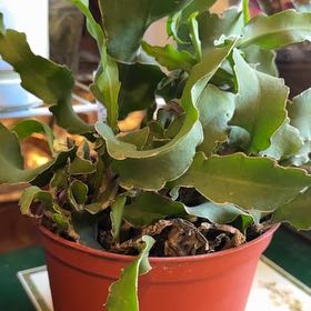 Photo of the plant species Curly Locks Orchid Cactus by @FinestSaguaro42 named Walt on Greg, the plant care app