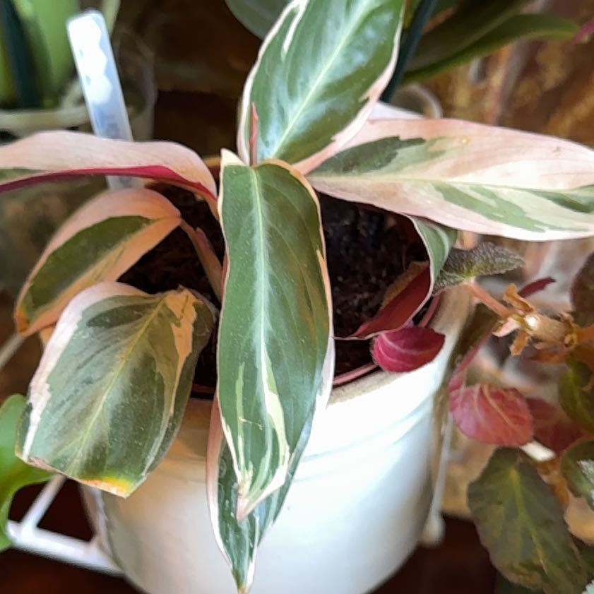 Photo of the plant species Stromanthe Triostar by @FinestSaguaro42 named Stella on Greg, the plant care app