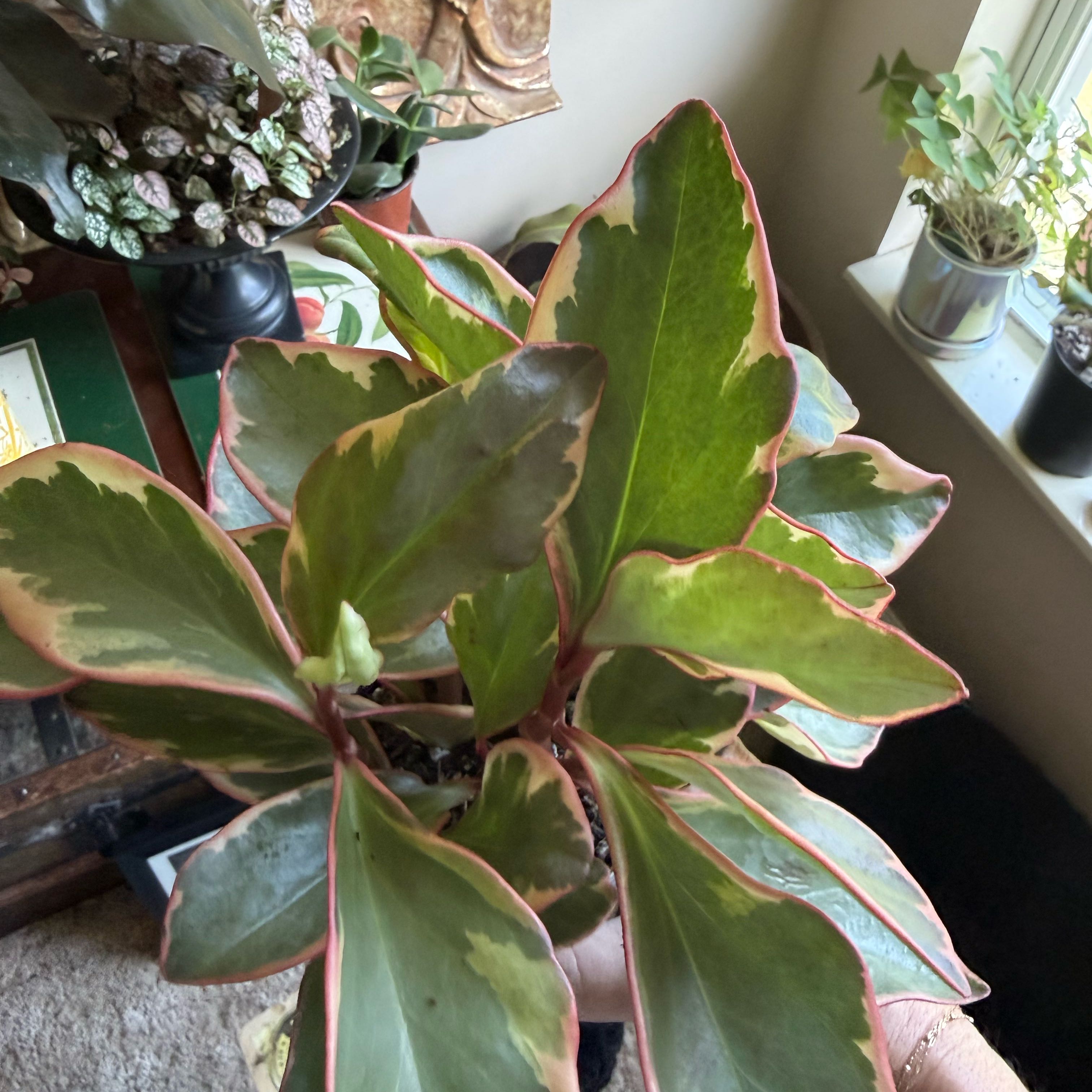 Photo of the plant species Peperomia 'Ginny' by @FinestSaguaro42 named Peperomia Ginny on Greg, the plant care app
