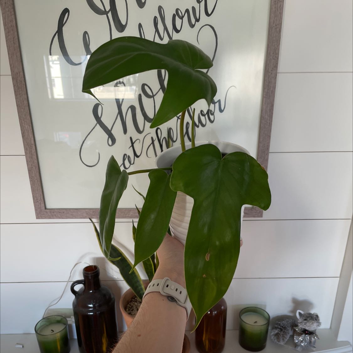 Philodendron 'Florida Beauty' plant held by a hand, with decorative items in the background.