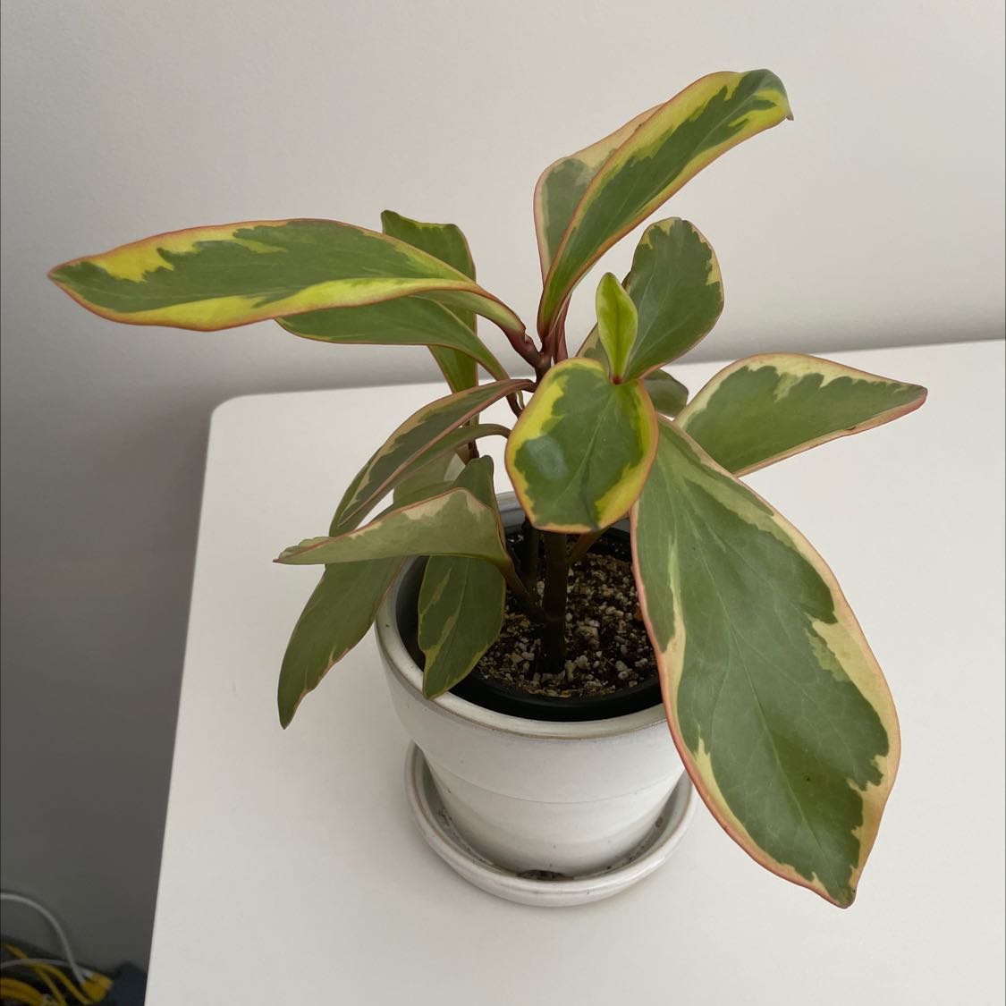 Peperomia 'Ginny' plant in a white pot with variegated leaves on a white surface.