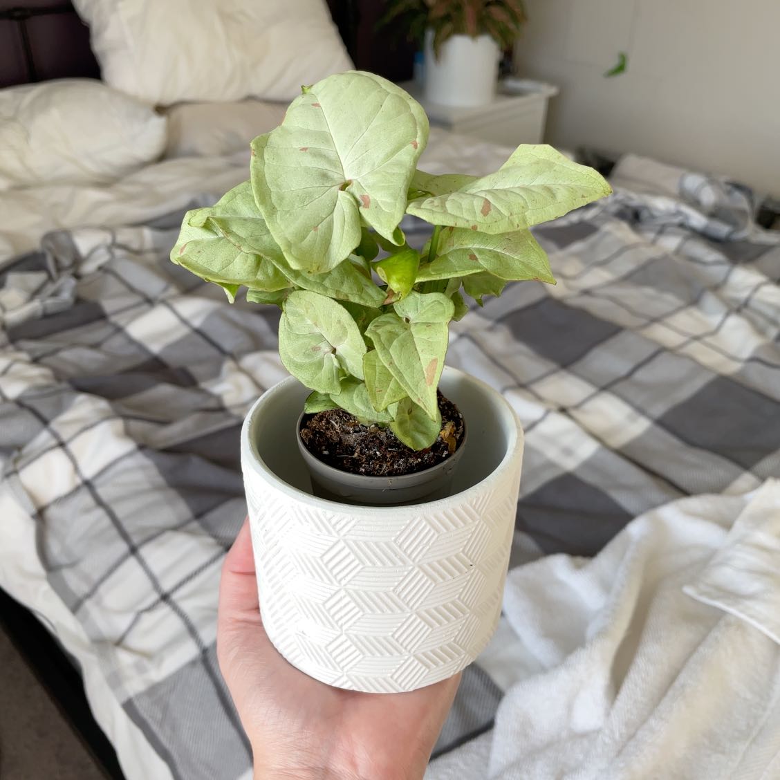 Confetti Syngonium plant in a decorative pot, held by a hand indoors.