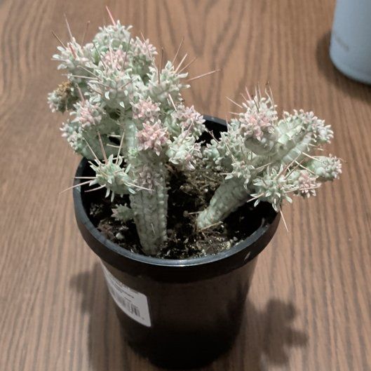 Photo of the plant species Variegated Corncob Cactus by @Umbra named Rosa on Greg, the plant care app