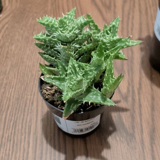 Photo of the plant species Aloe zanzibarica by @Umbra named Gregarious on Greg, the plant care app