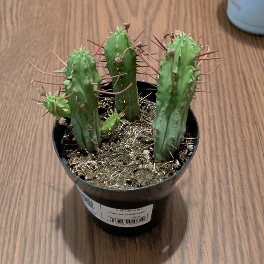Photo of the plant species Euphorbia 'Prickly Pickle' by @Umbra named Bruce Lee on Greg, the plant care app