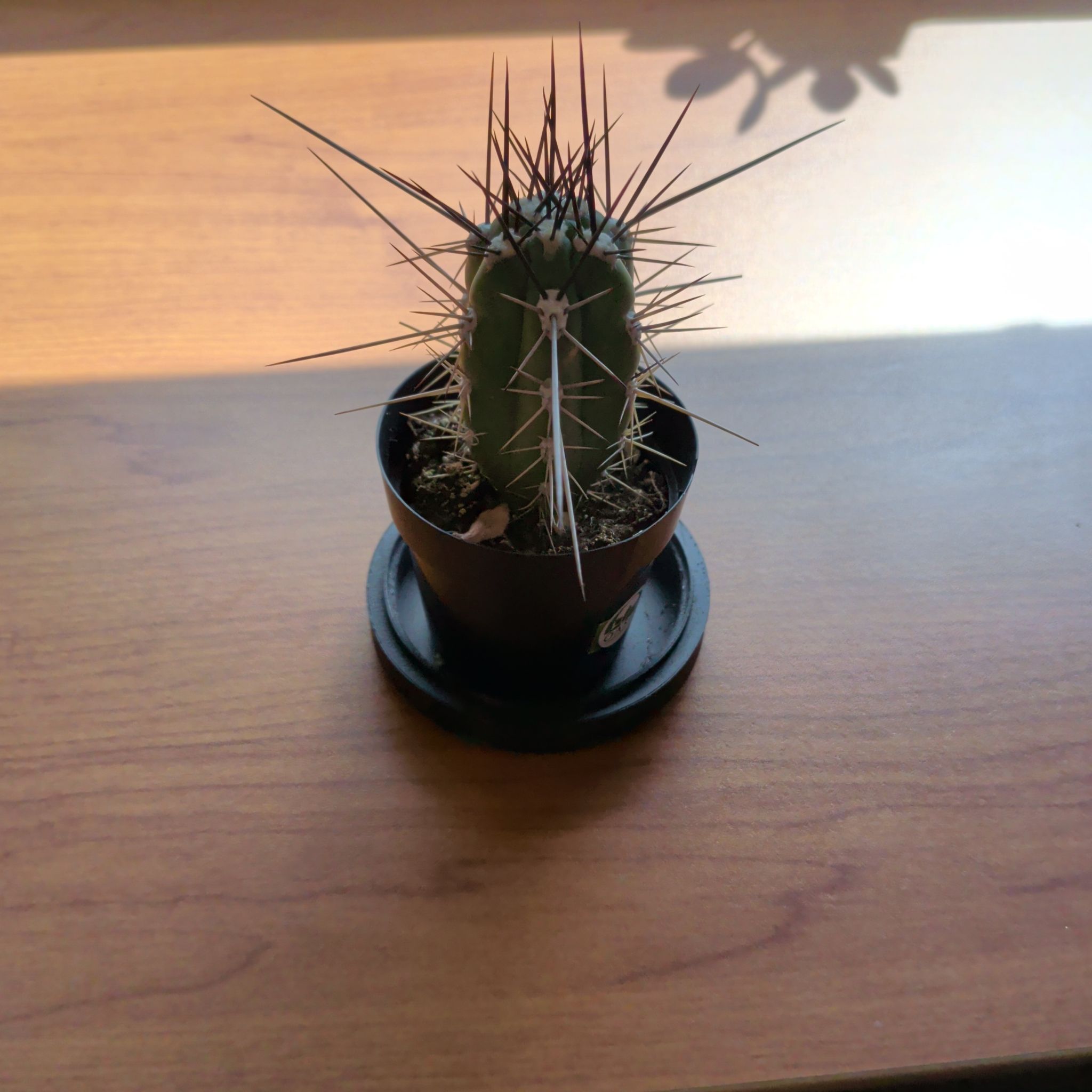Photo of the plant species Toothpick Cactus by @Umbra named Eva on Greg, the plant care app