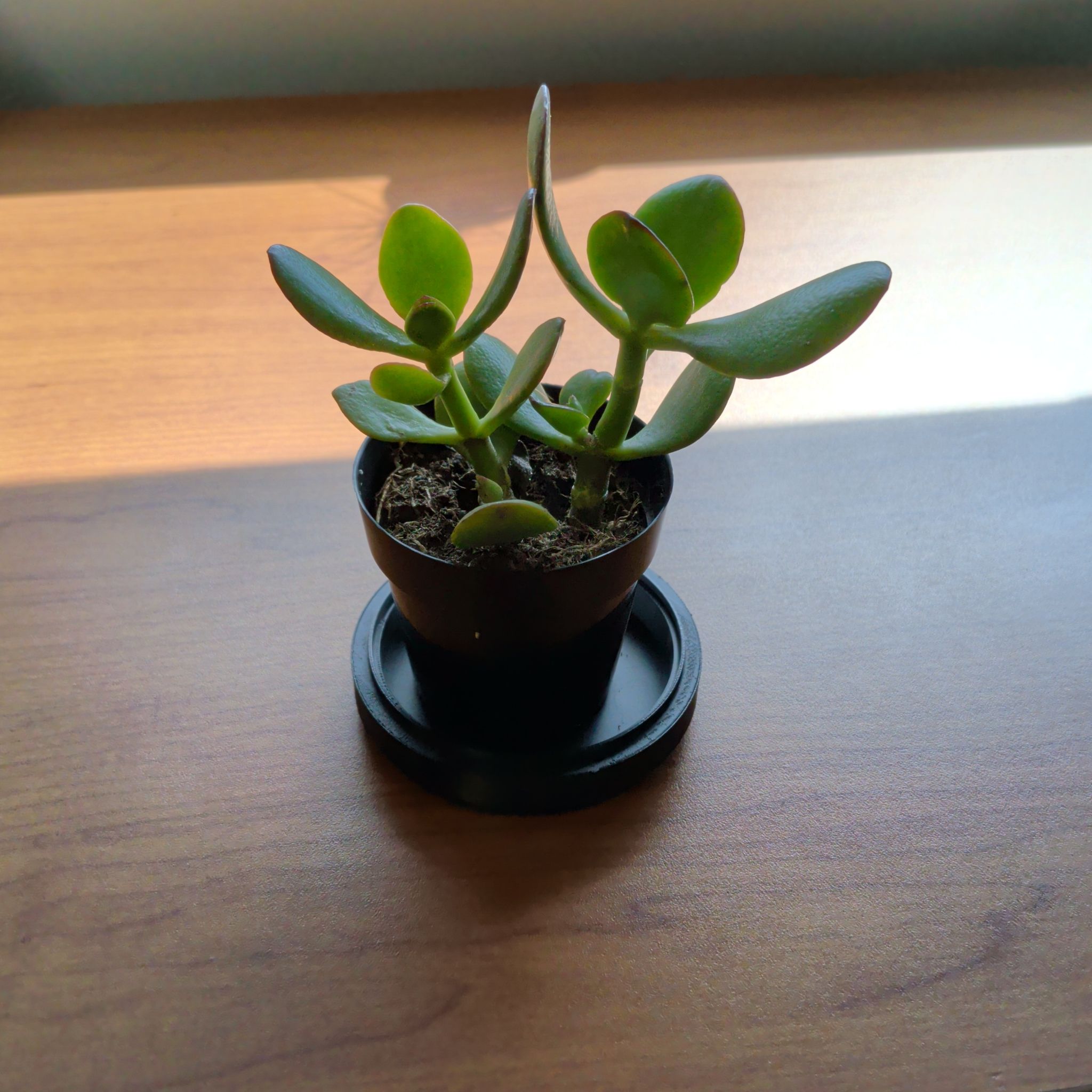 Photo of the plant species lucky jade by @Umbra named Erin on Greg, the plant care app