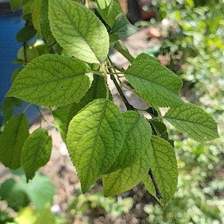 Photo of the plant species Mexican Plum by @WorldlyCanna58 named Cleopatra on Greg, the plant care app