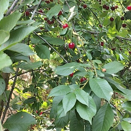 Photo of the plant species Sour Cherry by @WorldlyCanna58 named Orlando Bloom on Greg, the plant care app