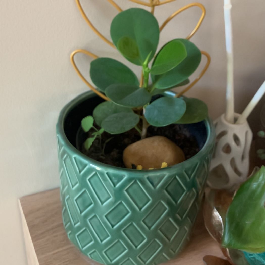 Photo of the plant species Ficus Microcarpa by @bnike94 named Jenny on Greg, the plant care app