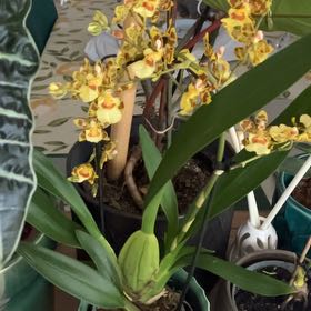 Photo of the plant species Zygopetalum Orchid by @bnike94 named Gabby on Greg, the plant care app