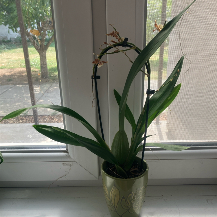 Photo of the plant species Zygopetalum Orchid by @bnike94 named Gabby on Greg, the plant care app