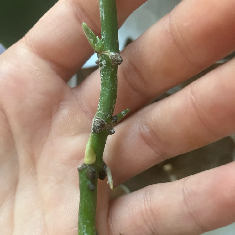 Photo of the plant species Monstera monkey leaf by @bnike94 named Baby 🐒 on Greg, the plant care app