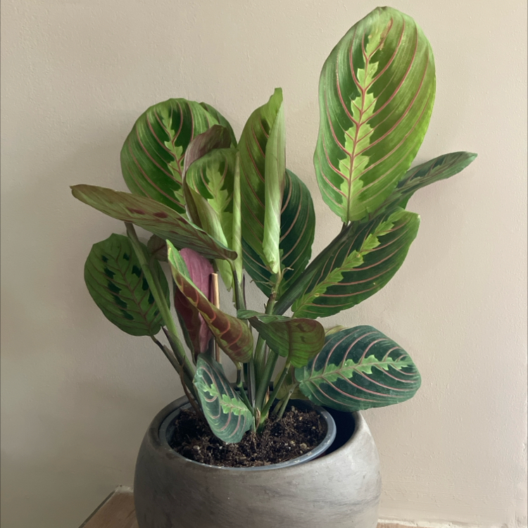 Photo of the plant species Prayer Plant by @bnike94 named Gaga on Greg, the plant care app