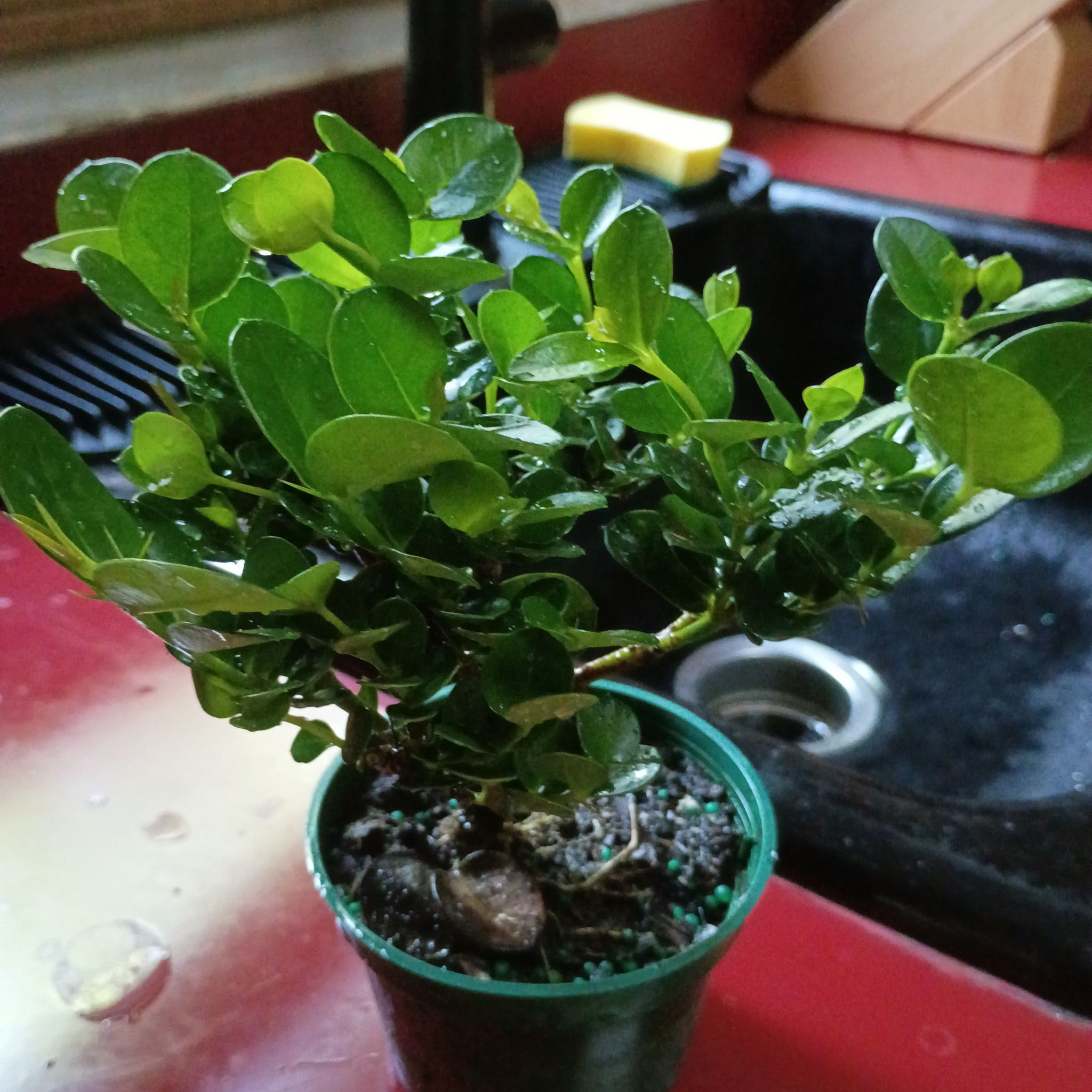 Photo of the plant species Carissa Macrocarpa by @FabTawapou93 named Fernie Saunders on Greg, the plant care app