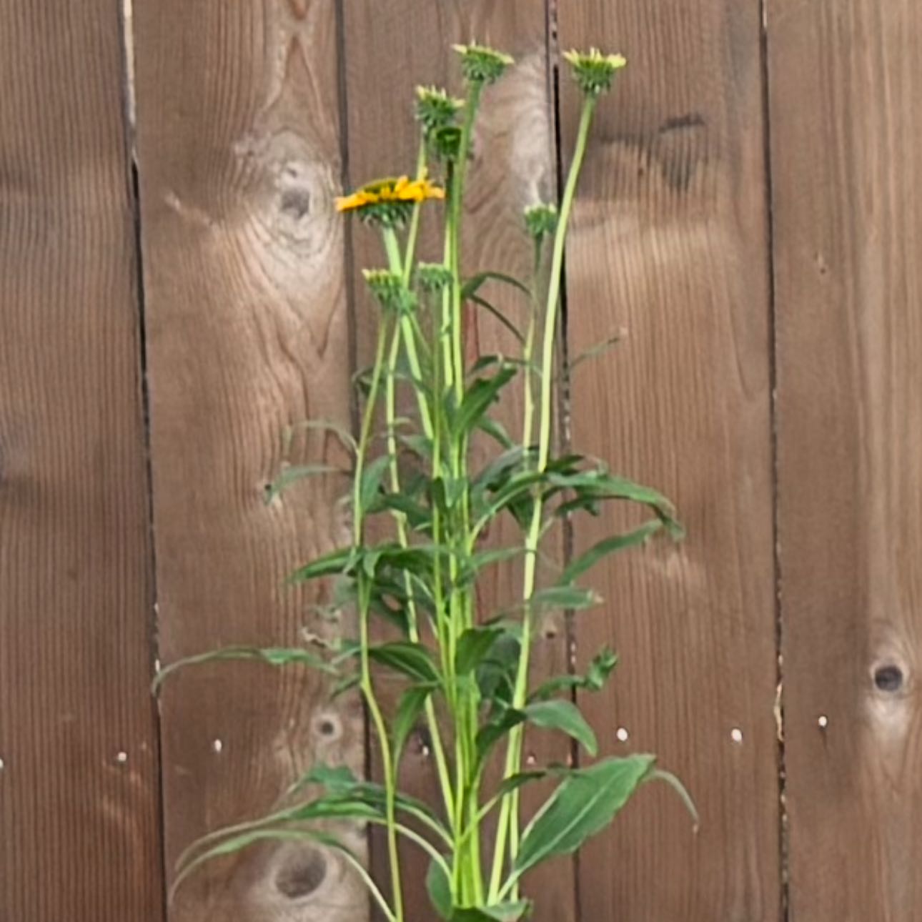 Photo of the plant species Kismet® Yellow Echinacea by @GoodCamphor47 named Yellow Echinacea on Greg, the plant care app