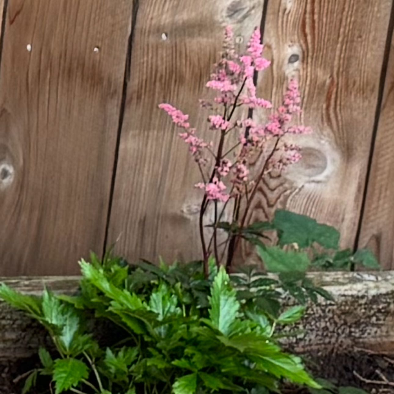 Photo of the plant species Astible by @GoodCamphor47 named Astible on Greg, the plant care app