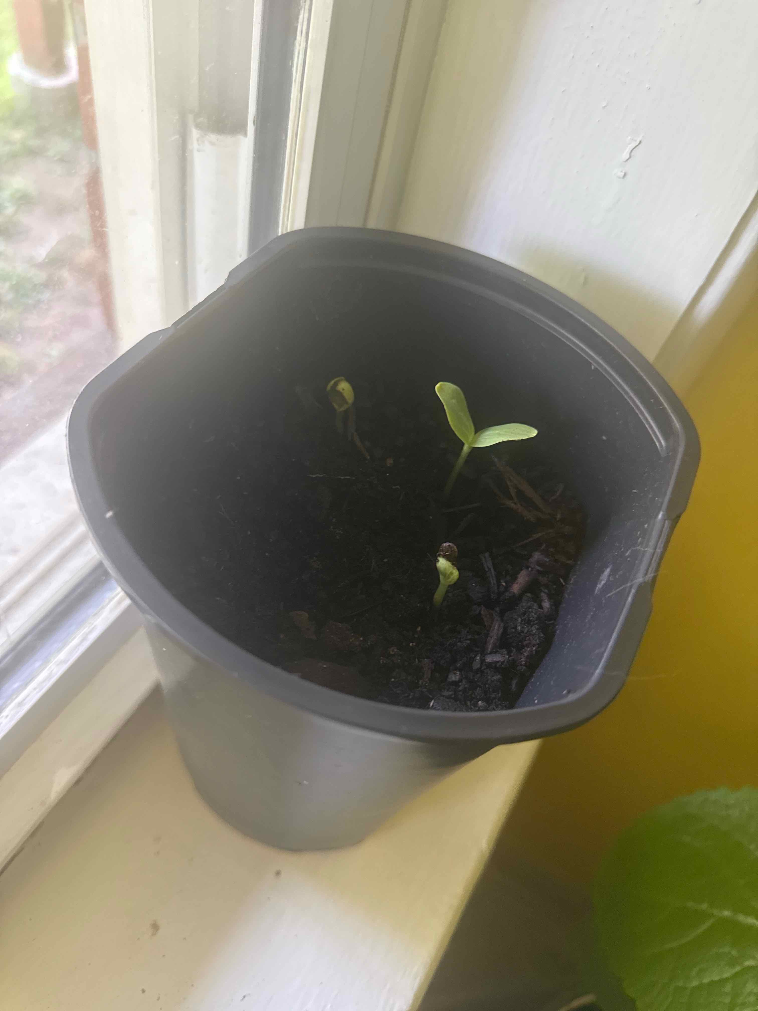 Photo of the plant species Crimson Sweet Watermelon by @StackedPinoak69 named Melon on Greg, the plant care app