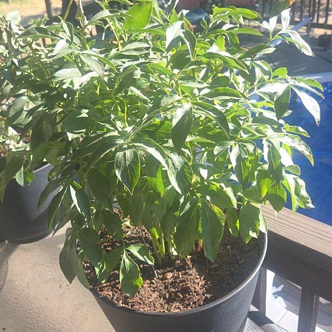 Photo of the plant species Chinese Peony by @WholeWorm94 named Muhammad Ali on Greg, the plant care app