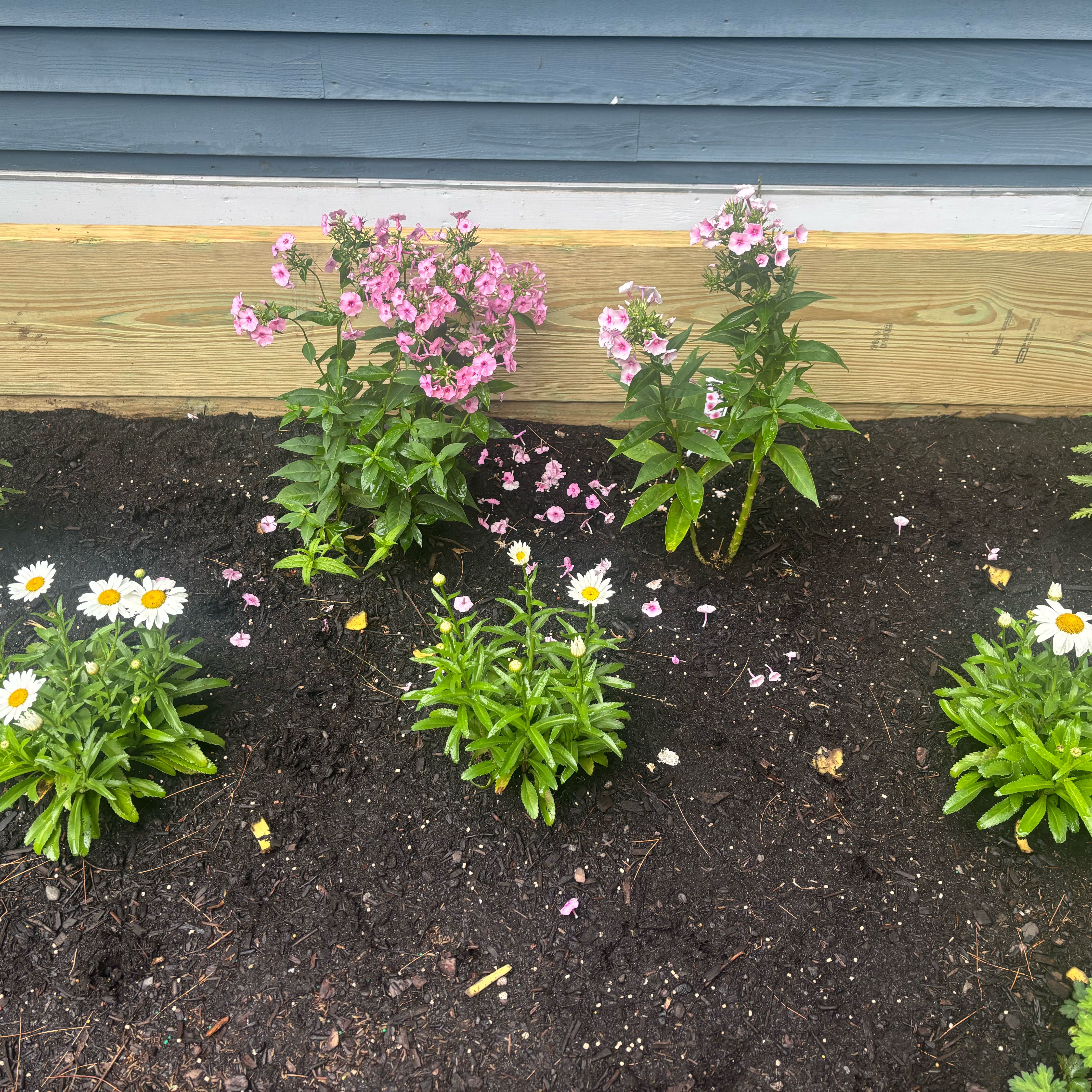 Photo of the plant species Peppermint Twist by @TactfulIcarus42 named Demi on Greg, the plant care app