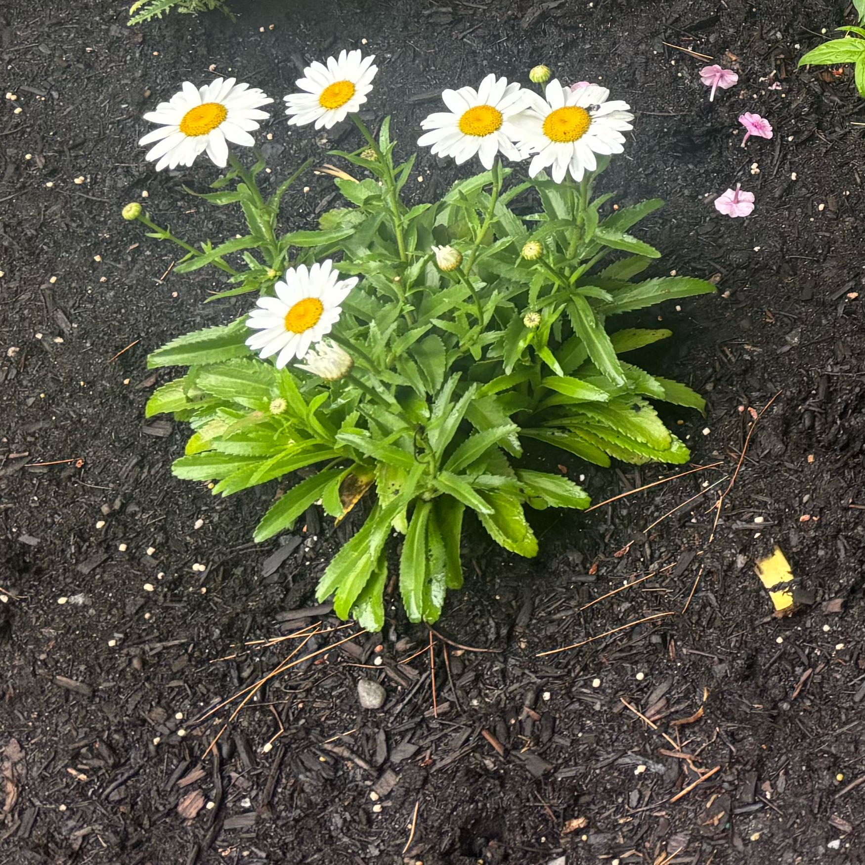 Photo of the plant species Shasta Daisy by @TactfulIcarus42 named Hemingway on Greg, the plant care app
