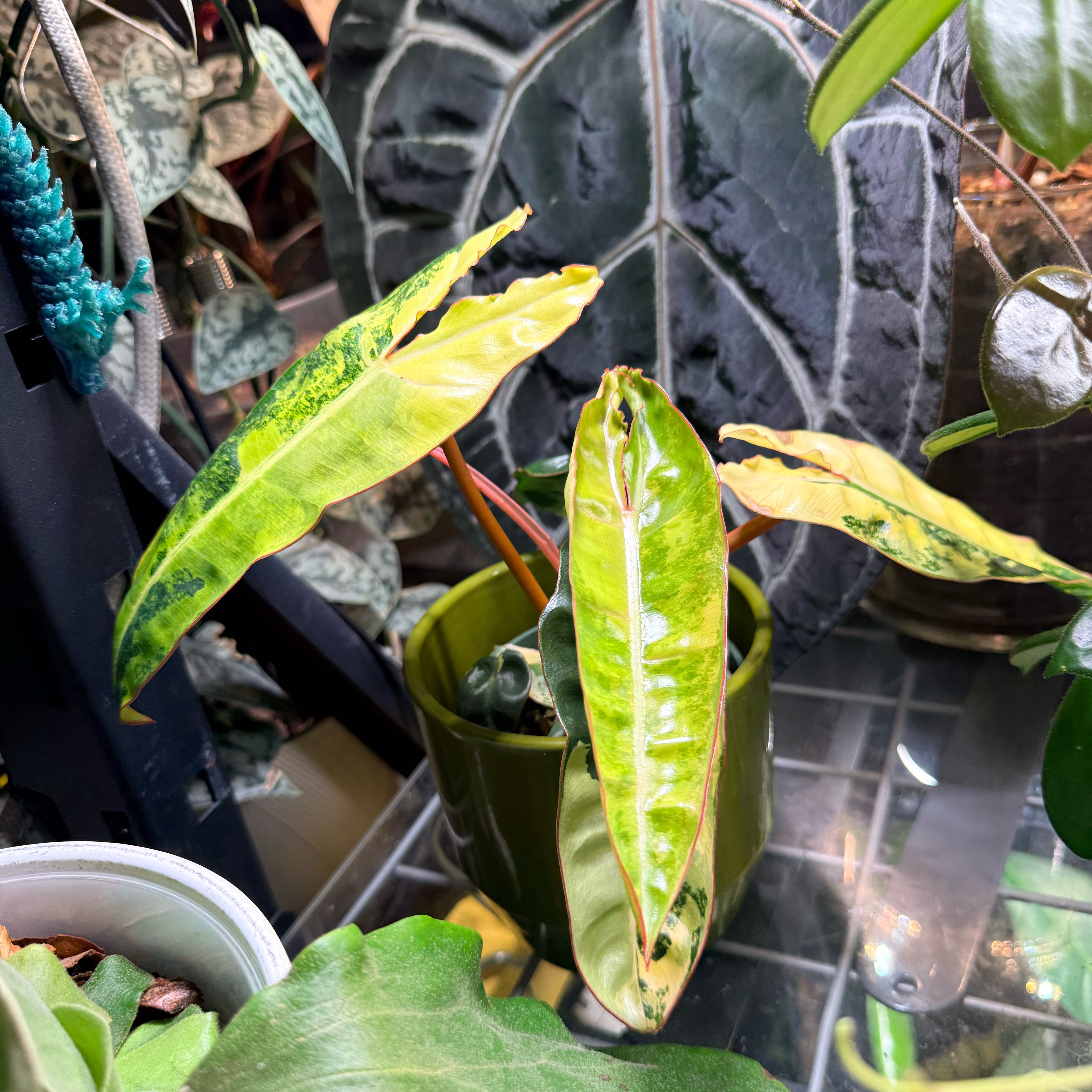 Photo of the plant species Variegated Philodendron Billietiae by @SublimeMexico16 named Bill on Greg, the plant care app