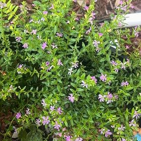 Photo of the plant species Hawaiian Heather by @HandyTreeivy85 named Remington on Greg, the plant care app