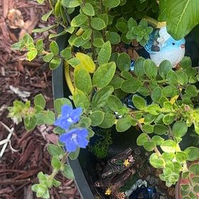 Photo of the plant species Dwarf Morning-Glory by @HandyTreeivy85 named Aristotle on Greg, the plant care app