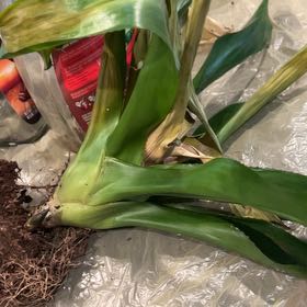 Photo of the plant species Butterfly Ginger by @ChirpyBetel2 named Huckleberry Fern on Greg, the plant care app