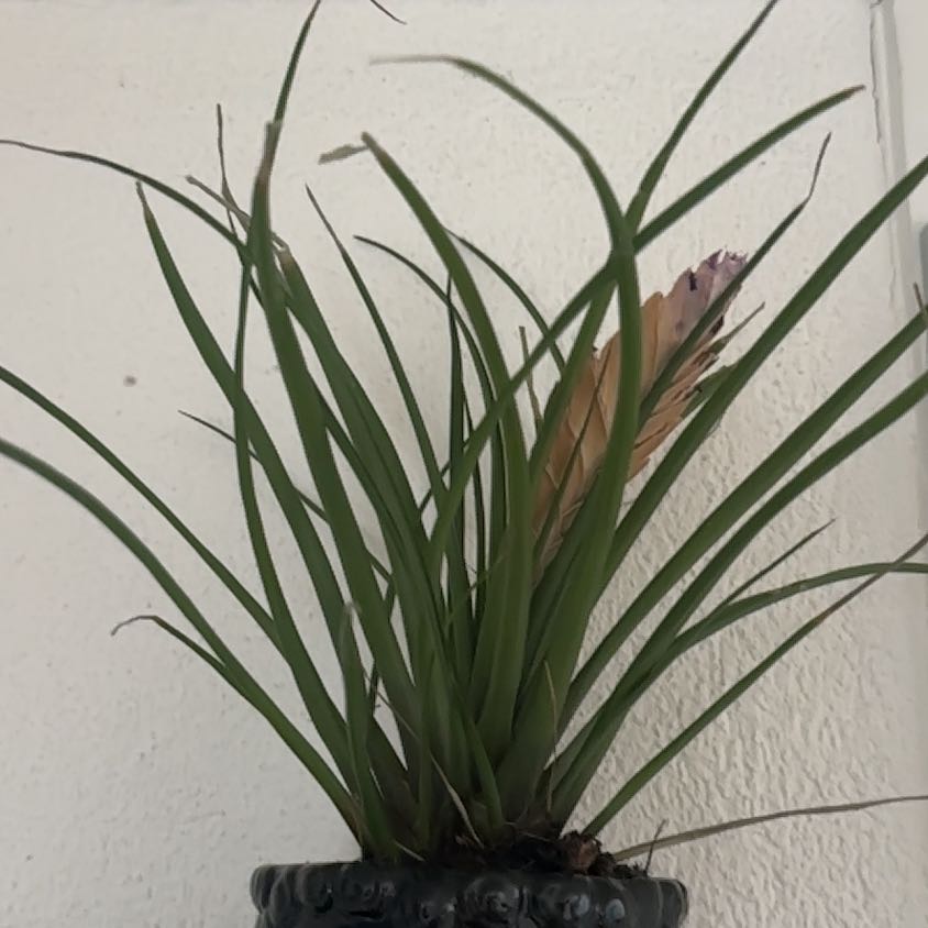 Photo of the plant species Pink Quill by @GnarlyAlfalfa62 named Coco on Greg, the plant care app