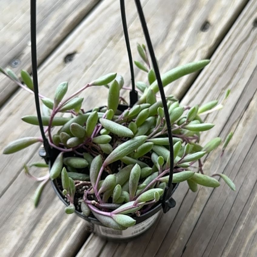 Photo of the plant species ruby necklace by @WinBearsear90 named Sage on Greg, the plant care app